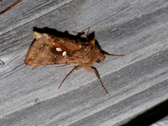 Autographa bimaculata