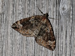 Eulithis destinata