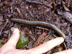 Rhinocricidae
