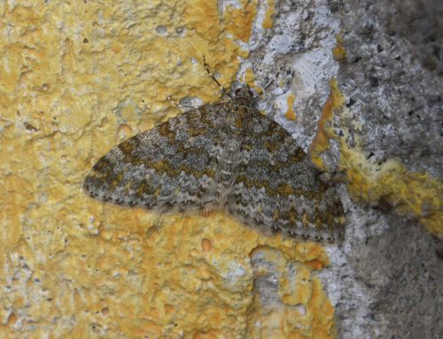 Yellow-ringed Carpet