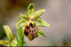 Ophrys sphegodes massiliensis