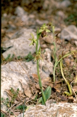 Ophrys sphegodes massiliensis