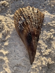 Pinnidae