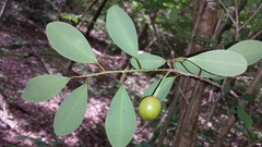 Erythroxylum