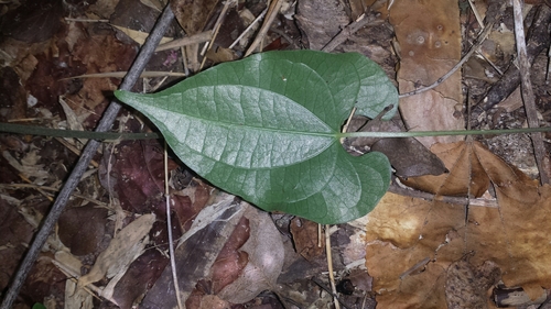 Image of Dioscorea maciba by no rights reserved