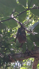 Macronycteris commersonii