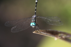 Micrathyria hypodidyma