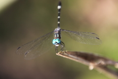 Micrathyria hypodidyma