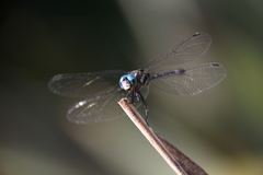 Micrathyria hypodidyma