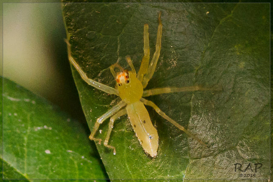 Lyssomanes pauper