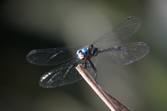 Micrathyria hypodidyma