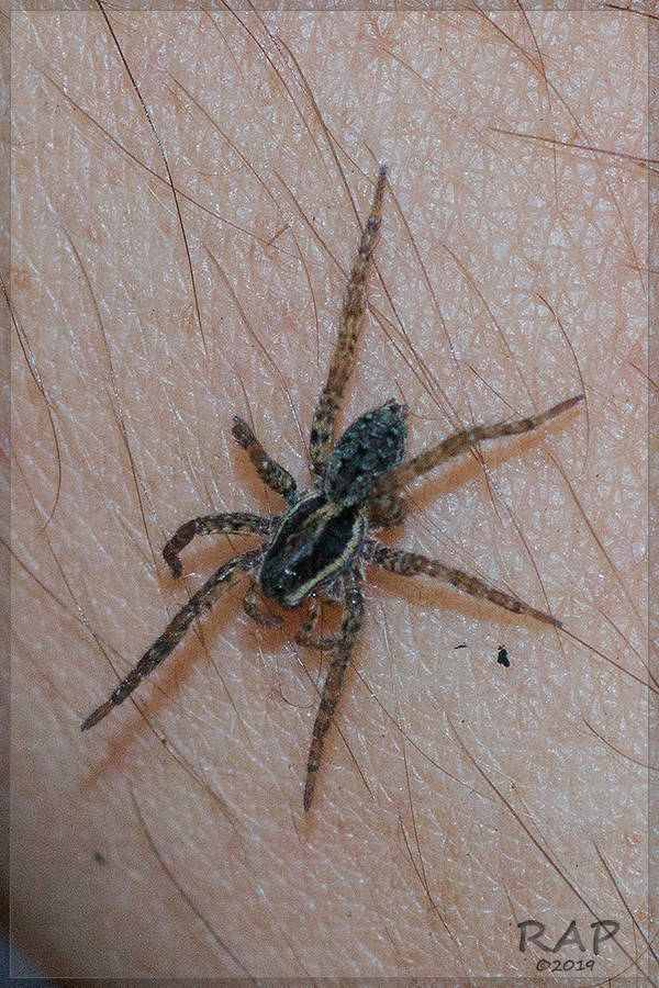 Trochosa niveopilosa