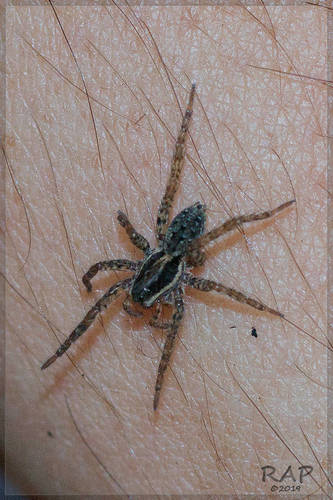 Trochosa niveopilosa