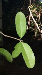 Brexiella