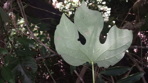 Adenia firingalavensis