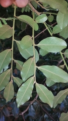 Diospyros tropophylla image