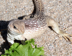 Dipsosaurus dorsalis dorsalis