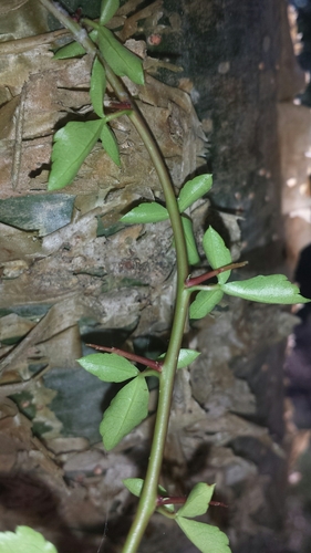 Commiphora simplicifolia