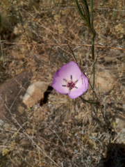 Calochortus splendens