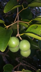 Strychnos diplotricha
