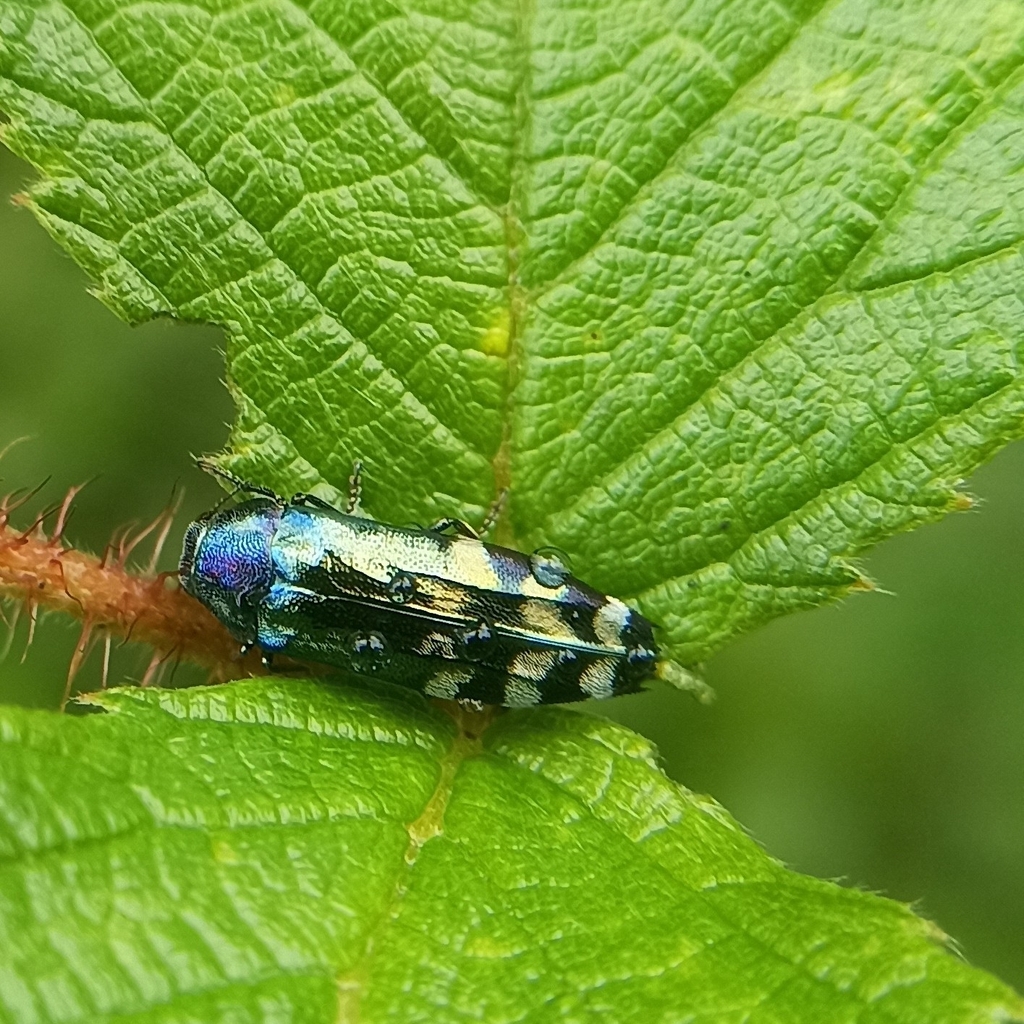 Coraebus cingulatus
