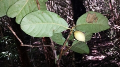 Capurodendron perrieri