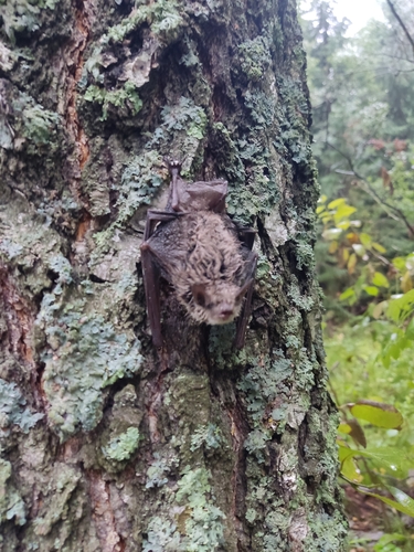 Russian Myotis
