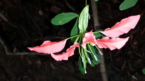 Bauhinia madagascariensis, photograph 2