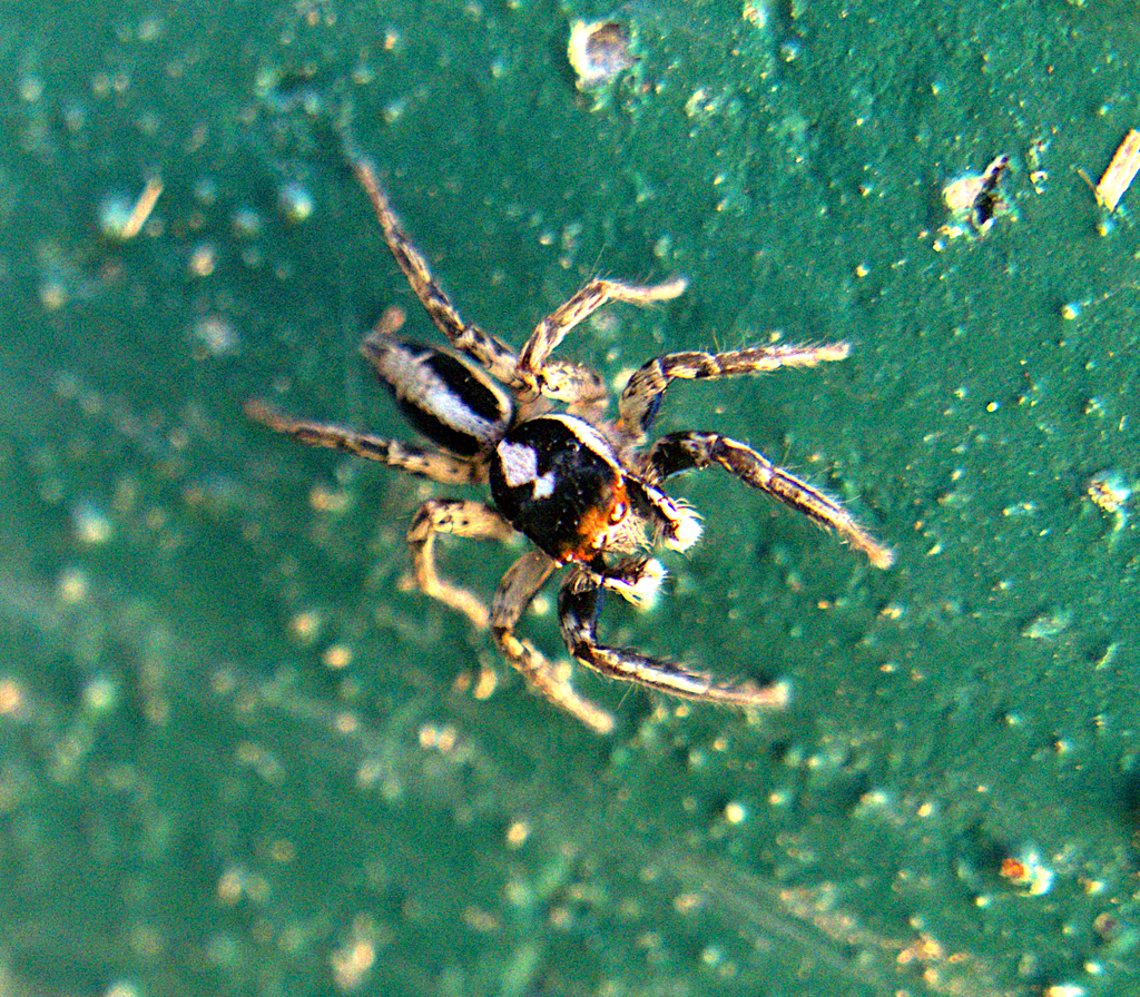 Plexippus clemens