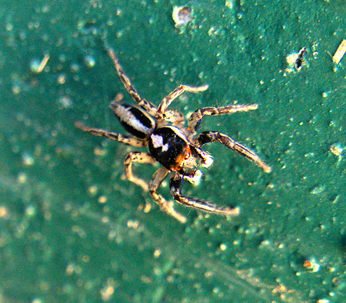 Plexippus clemens