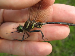 Somatochlora hineana