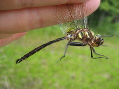 Somatochlora hineana