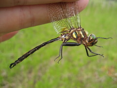 Somatochlora hineana