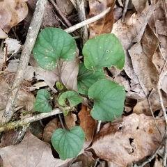 Viola walteri