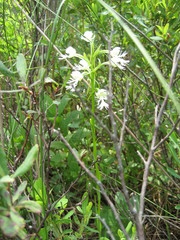 Platanthera leucophaea