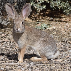 Sylvilagus audubonii