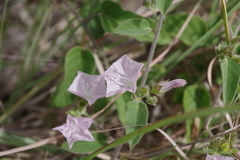 Jacquemontia paniculata