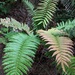 Chilean Hard Fern - Photo (c) Pat Deacon, some rights reserved (CC BY-NC), uploaded by Pat Deacon