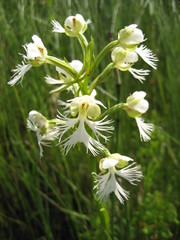 Platanthera leucophaea