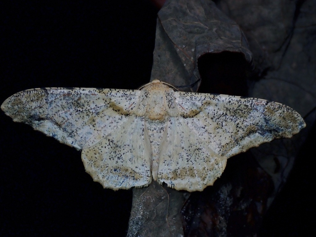 Biston subflavus
