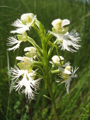 Platanthera leucophaea