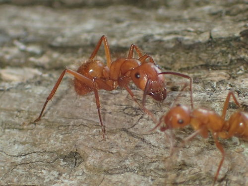 Camponotus hannani (Camponotus hannani)