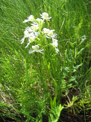 Platanthera leucophaea
