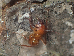 Camponotus hannani