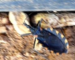 Triatoma longipennis