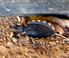 Triatoma longipennis