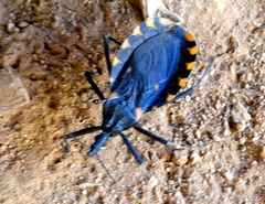 Triatoma longipennis