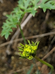 Lomatium parvifolium