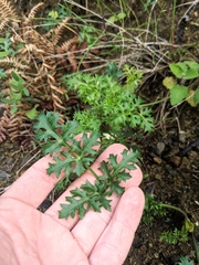 Lomatium parvifolium