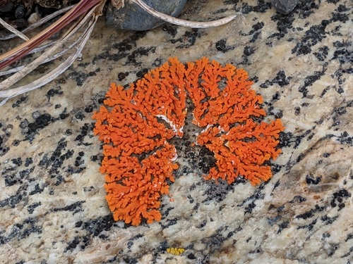 Puikioji geltonkerpė nuotrauka